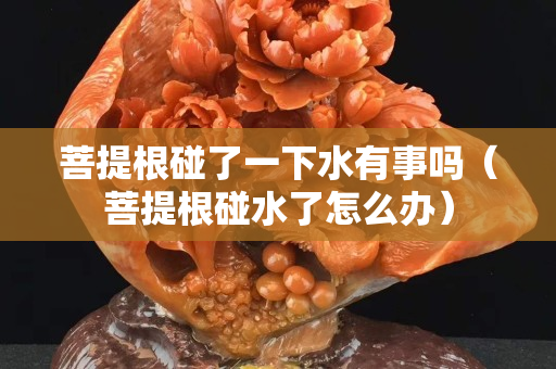 菩提根碰了一下水有事吗（菩提根碰水了怎么办）