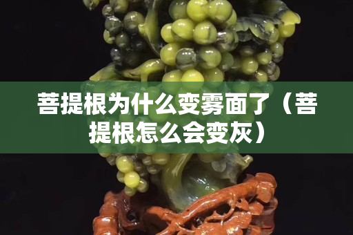 菩提根为什么变雾面了（菩提根怎么会变灰）