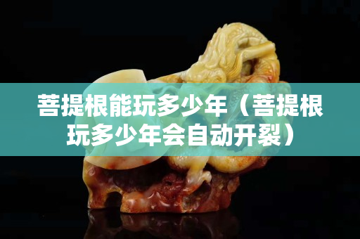 菩提根能玩多少年（菩提根玩多少年会自动开裂）