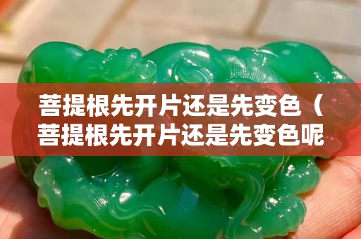 菩提根先开片还是先变色（菩提根先开片还是先变色呢）