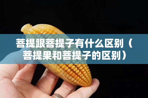 菩提跟菩提子有什么区别（菩提果和菩提子的区别）