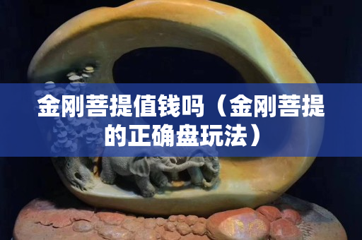 金刚菩提值钱吗（金刚菩提的正确盘玩法）