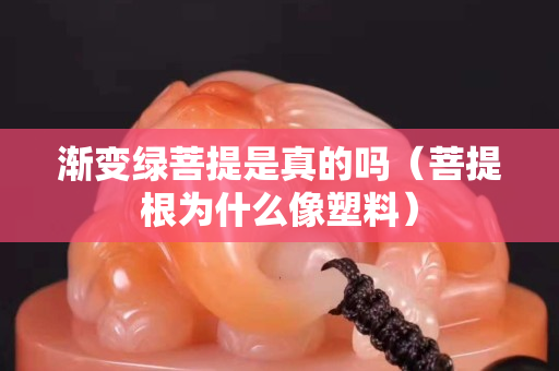渐变绿菩提是真的吗（菩提根为什么像塑料）