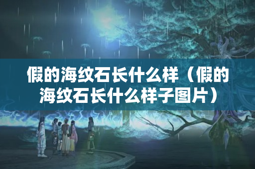假的海纹石长什么样（假的海纹石长什么样子图片）