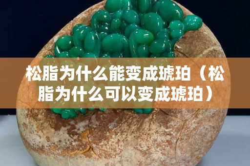 松脂为什么能变成琥珀（松脂为什么可以变成琥珀）