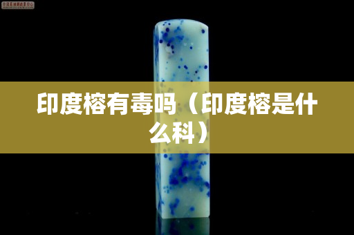 印度榕有毒吗（印度榕是什么科）