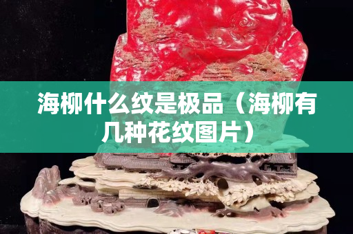 海柳什么纹是极品（海柳有几种花纹图片）