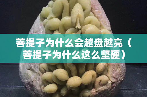 菩提子为什么会越盘越亮（菩提子为什么这么坚硬）