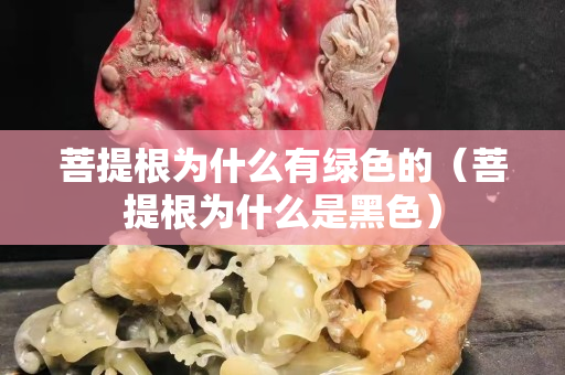 菩提根为什么有绿色的（菩提根为什么是黑色）