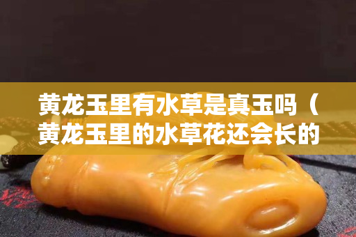 黄龙玉里有水草是真玉吗（黄龙玉里的水草花还会长的吗）