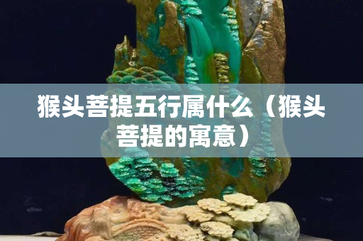 猴头菩提五行属什么（猴头菩提的寓意）