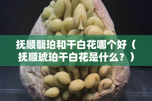 抚顺翳珀和干白花哪个好（抚顺琥珀干白花是什么？）