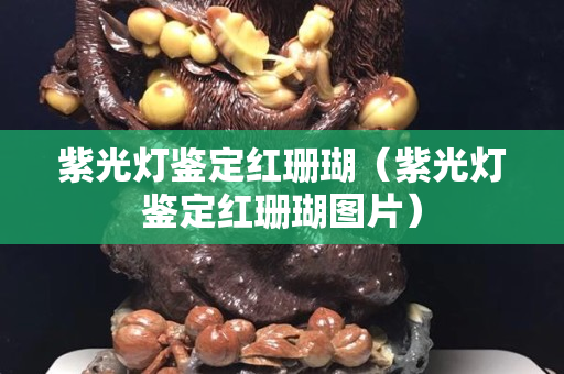紫光灯鉴定红珊瑚（紫光灯鉴定红珊瑚图片）
