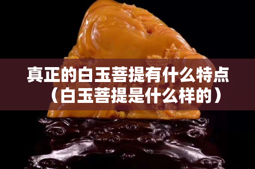 真正的白玉菩提有什么特点（白玉菩提是什么样的）