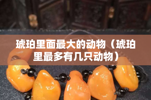 琥珀里面最大的动物（琥珀里最多有几只动物）