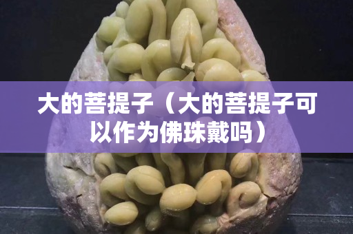 大的菩提子（大的菩提子可以作为佛珠戴吗）