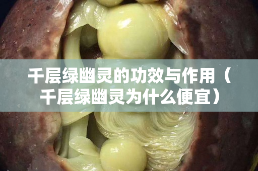 千层绿幽灵的功效与作用（千层绿幽灵为什么便宜）