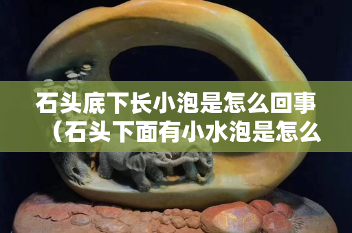 石头底下长小泡是怎么回事（石头下面有小水泡是怎么回事）