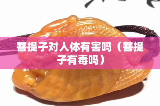菩提子对人体有害吗（菩提子有毒吗）
