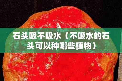 石头吸不吸水（不吸水的石头可以种哪些植物）