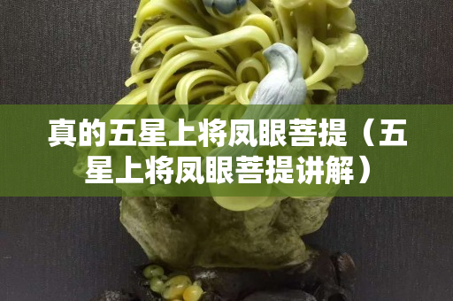 真的五星上将凤眼菩提（五星上将凤眼菩提讲解）