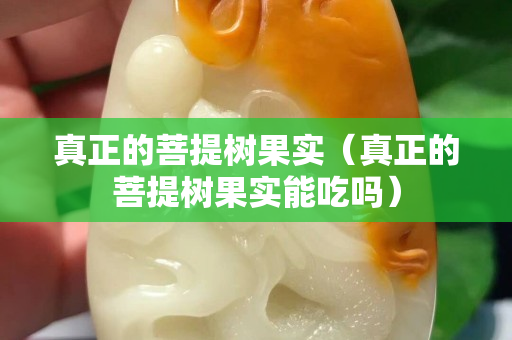真正的菩提树果实（真正的菩提树果实能吃吗）