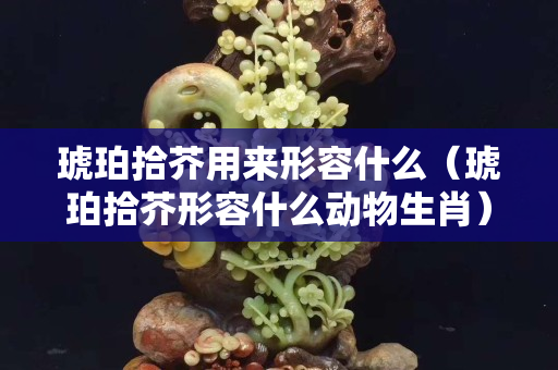 琥珀拾芥用来形容什么（琥珀拾芥形容什么动物生肖）
