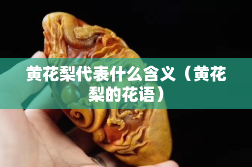 黄花梨代表什么含义（黄花梨的花语）