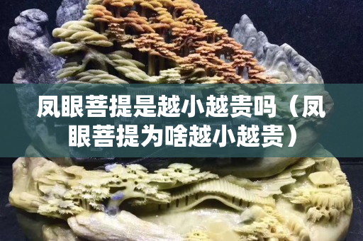 凤眼菩提是越小越贵吗（凤眼菩提为啥越小越贵）