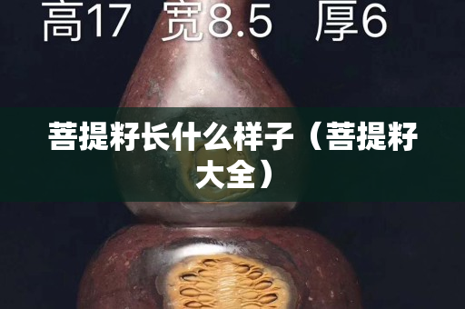 菩提籽长什么样子（菩提籽大全）