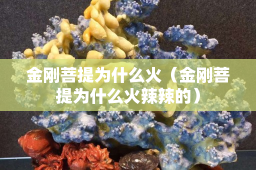 金刚菩提为什么火（金刚菩提为什么火辣辣的）