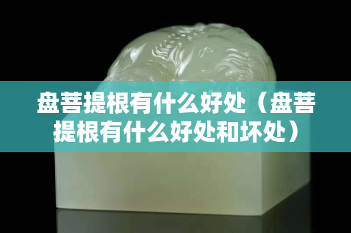 盘菩提根有什么好处（盘菩提根有什么好处和坏处）