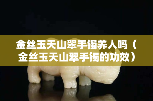 金丝玉天山翠手镯养人吗（金丝玉天山翠手镯的功效）