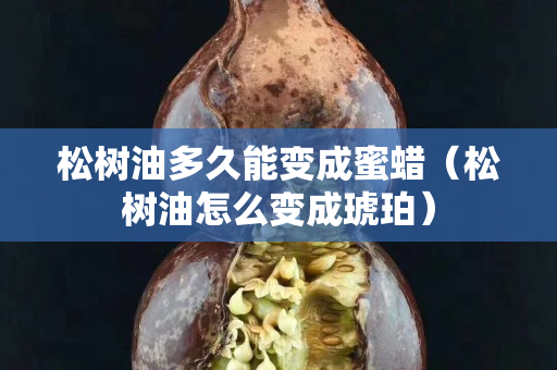 松树油多久能变成蜜蜡（松树油怎么变成琥珀）