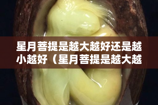 星月菩提是越大越好还是越小越好（星月菩提是越大越贵吗）