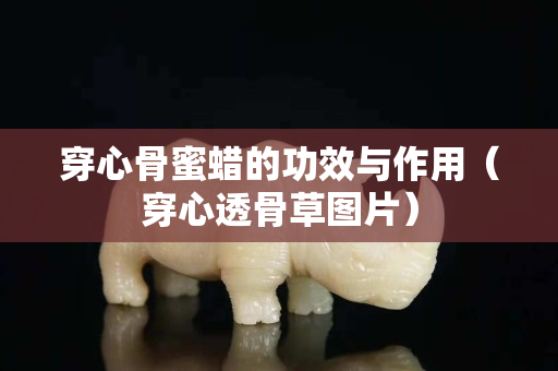 穿心骨蜜蜡的功效与作用（穿心透骨草图片）