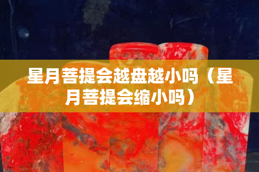 星月菩提会越盘越小吗（星月菩提会缩小吗）
