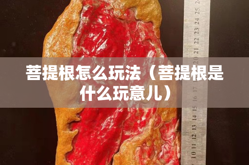 菩提根怎么玩法（菩提根是什么玩意儿）