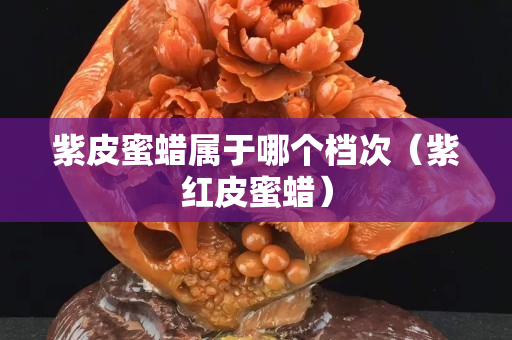 紫皮蜜蜡属于哪个档次（紫红皮蜜蜡）