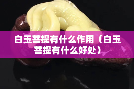 白玉菩提有什么作用（白玉菩提有什么好处）