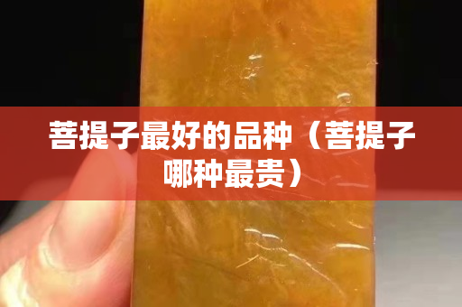 菩提子最好的品种（菩提子哪种最贵）