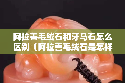 阿拉善毛绒石和牙马石怎么区别（阿拉善毛绒石是怎样形成的）