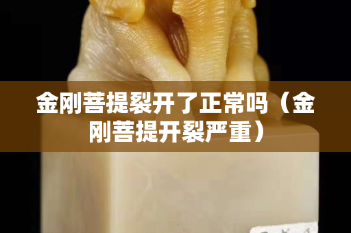 金刚菩提裂开了正常吗（金刚菩提开裂严重）