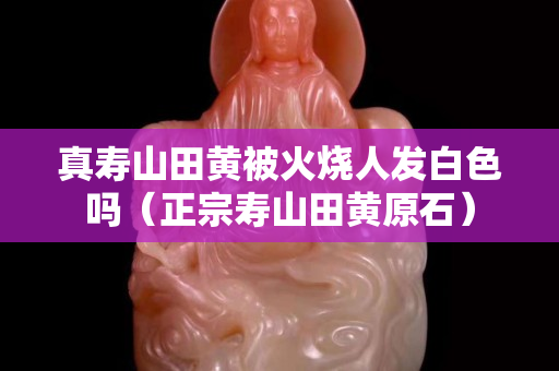 真寿山田黄被火烧人发白色吗（正宗寿山田黄原石）