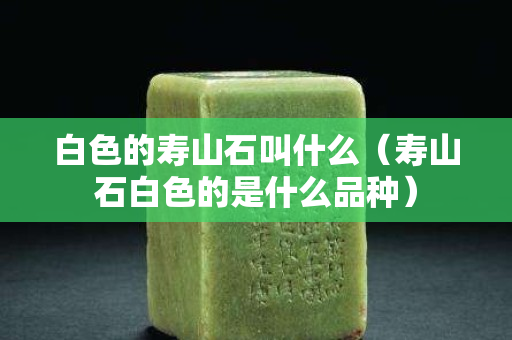 白色的寿山石叫什么（寿山石白色的是什么品种）