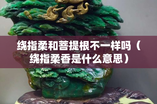 绕指柔和菩提根不一样吗（绕指柔香是什么意思）