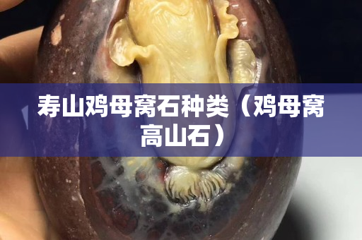 寿山鸡母窝石种类（鸡母窝高山石）