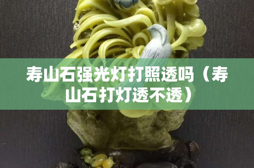 寿山石强光灯打照透吗（寿山石打灯透不透）