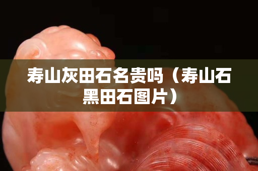 寿山灰田石名贵吗（寿山石黑田石图片）