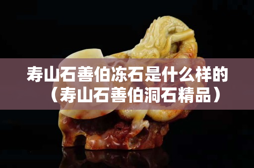 寿山石善伯冻石是什么样的（寿山石善伯洞石精品）